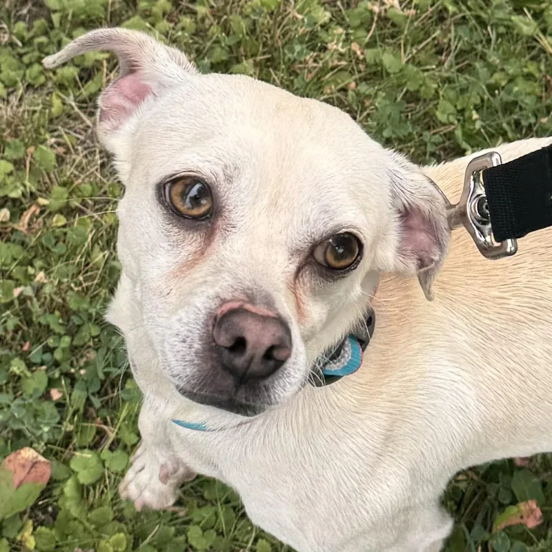 An adult small-sized male Yellow / Tan / Blond / Fawn Chihuahua dog named Tommy for adoption in Grayslake, IL