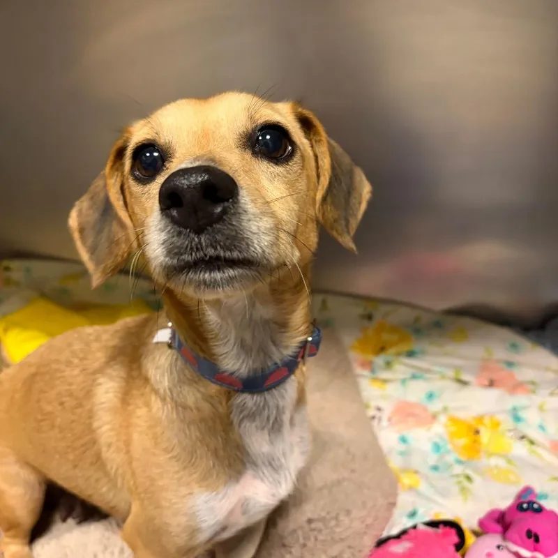 An adult small-sized female Dachshund dog named Dolly for adoption in Newark, DE