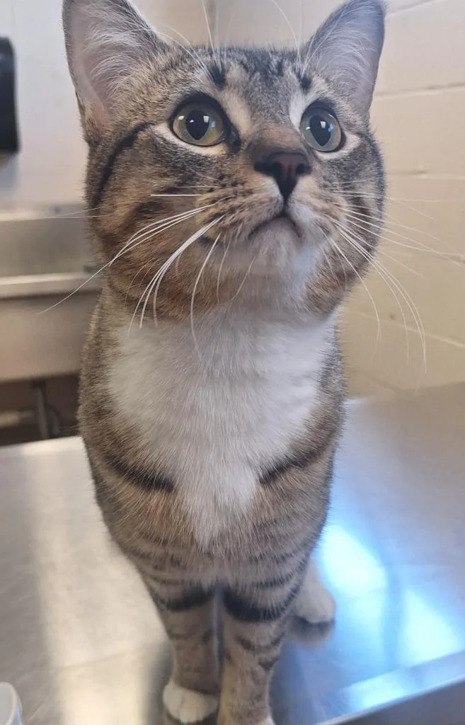 A young small-sized male Domestic Short Hair cat named Butters for adoption in Grand Forks, ND