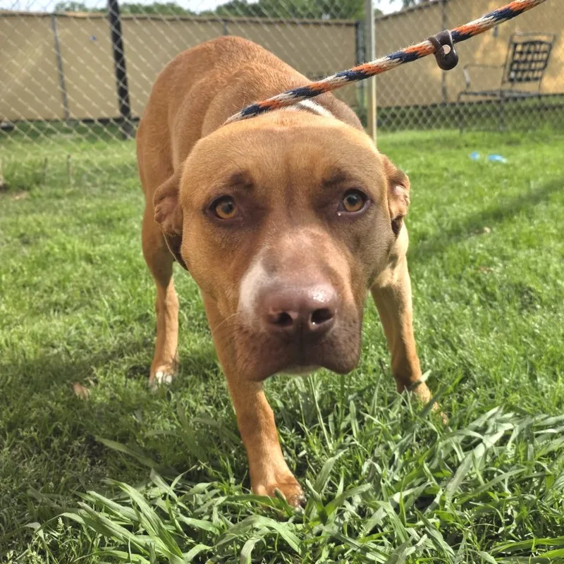 An adult medium-sized female Red / Chestnut / Orange Pit Bull Terrier dog named Mimi for adoption in Denison, TX