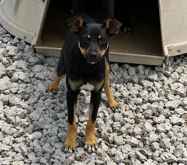 A young medium-sized male Black Mixed Breed dog named Loo for adoption in New Roads, LA