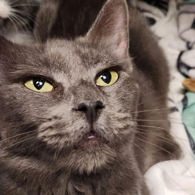 An adult small-sized female Gray / Blue / Silver Domestic Short Hair cat named Stella C for adoption in Corsicana, TX