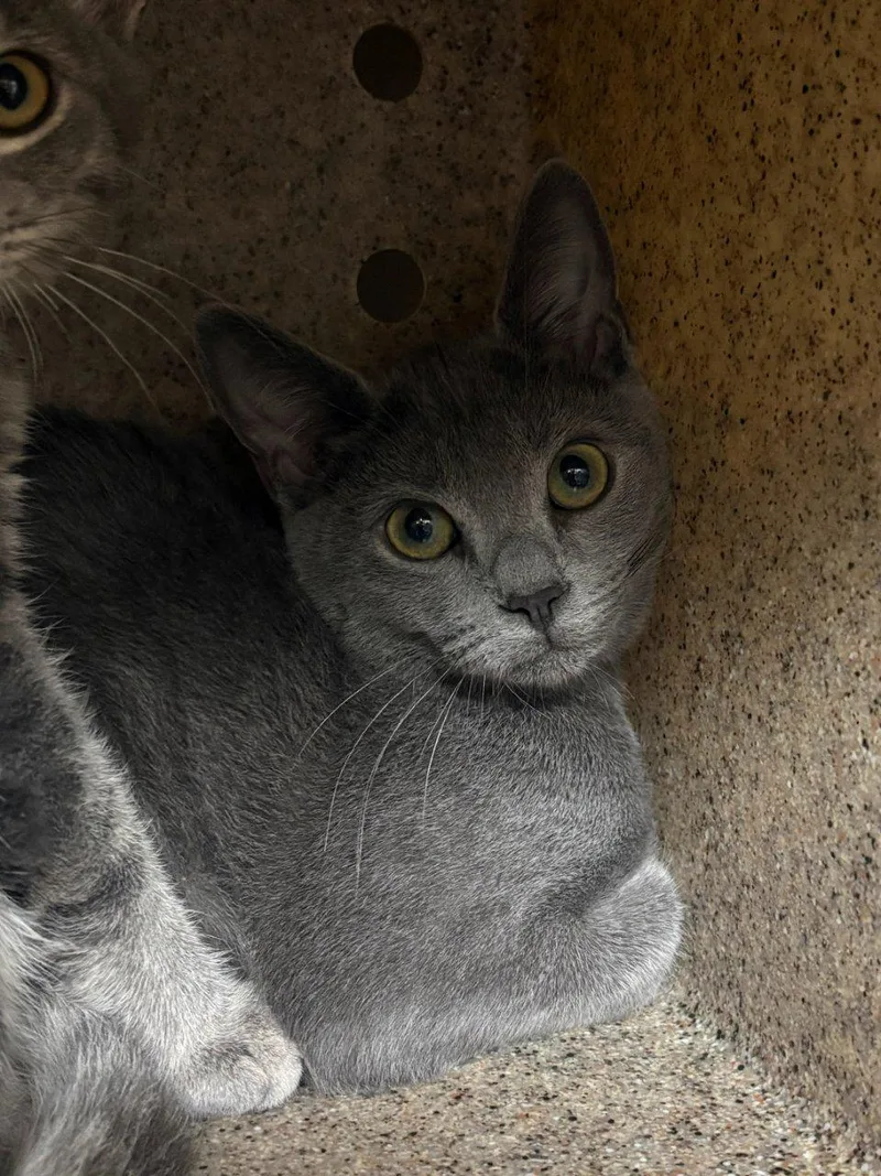 A baby small-sized male Domestic Short Hair cat named Mashed Potatoes for adoption in Raleigh, NC