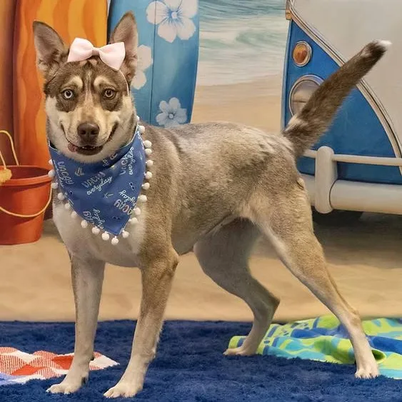A young medium-sized female Husky dog named Thelma for adoption in Chandler, AZ