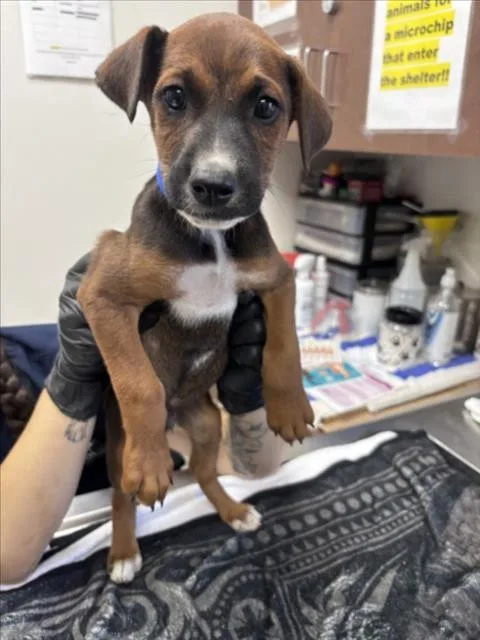 A baby small-sized male German Shepherd Dog dog named Grimlock for adoption in Norco, CA