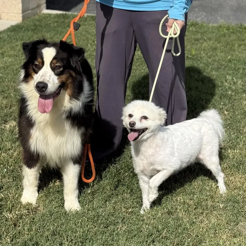 A senior small-sized female White / Cream American Eskimo Dog dog named Amy for adoption in Falls Church, VA