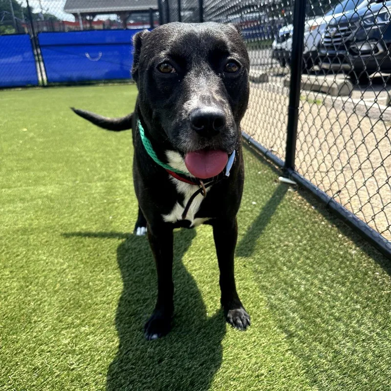 An adult medium-sized male Black Mixed Breed dog named Theodore for adoption in Philadelphia, PA