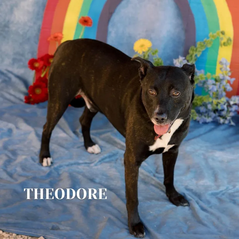 Theodore thumbnail 4