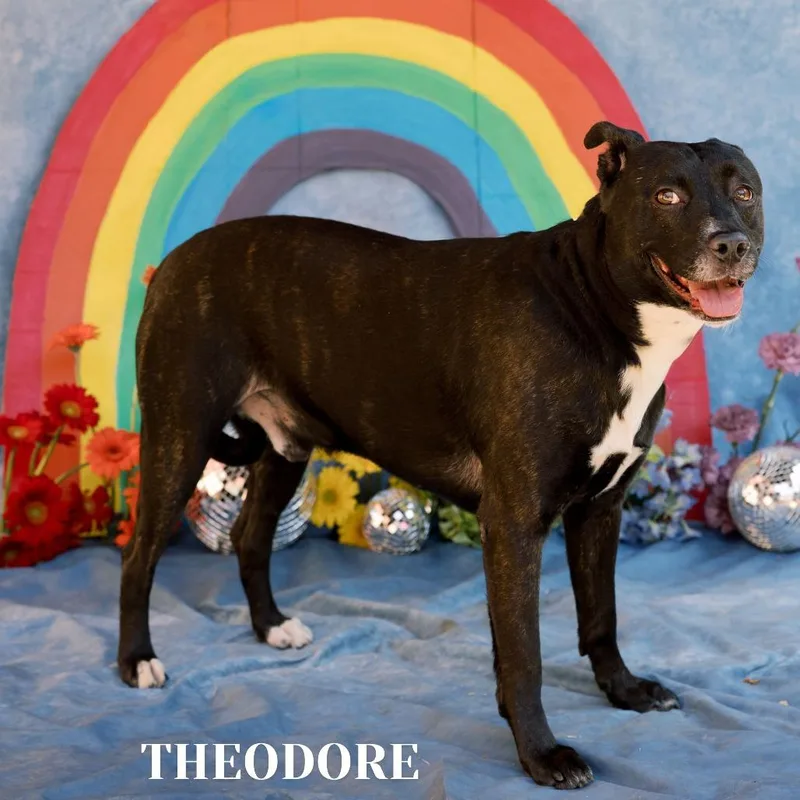Theodore thumbnail 5