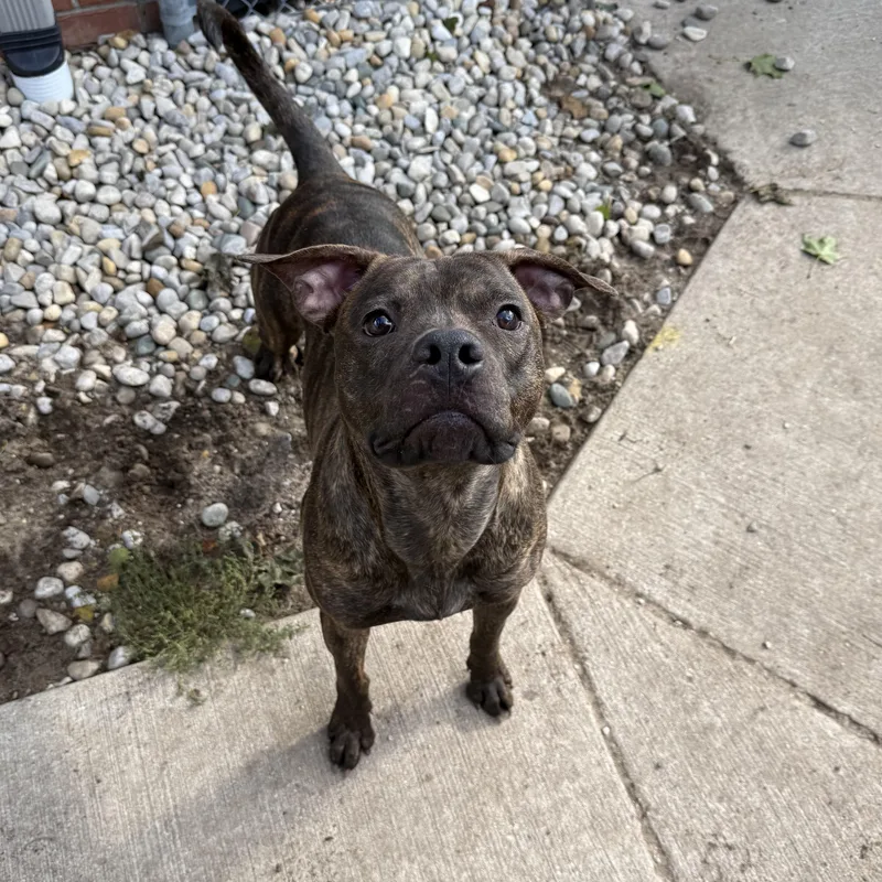 A young medium-sized male American Staffordshire Terrier dog named Turbo for adoption in Bellaire, MI