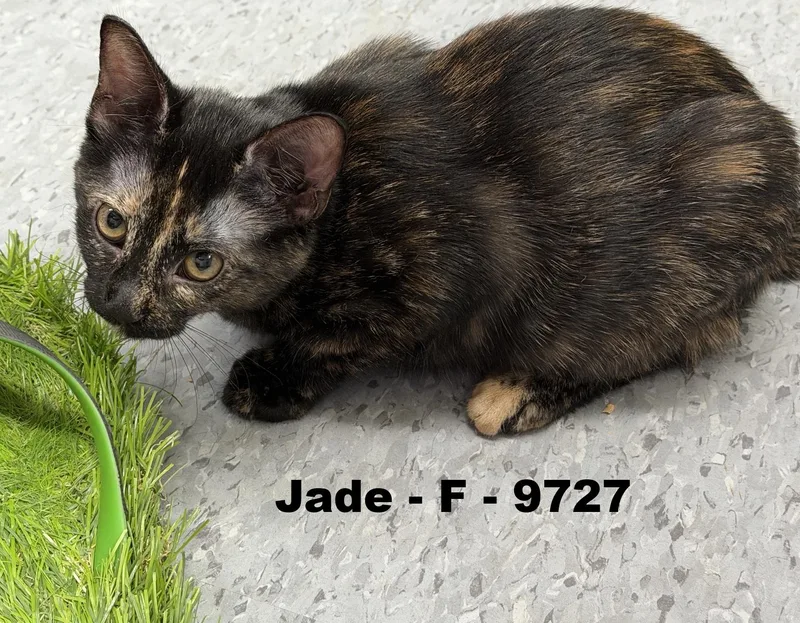 Jade