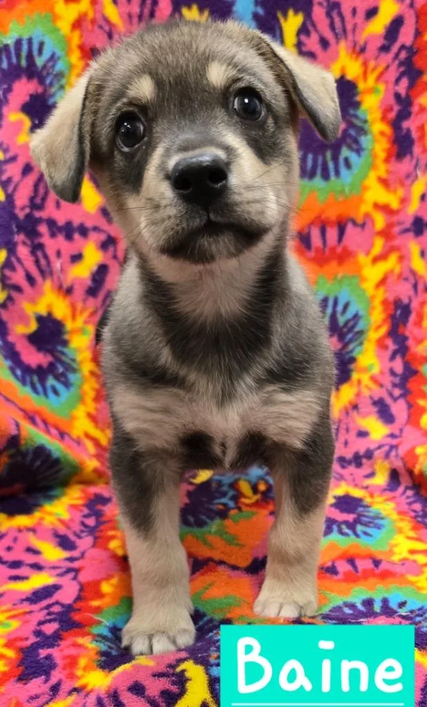 A baby small-sized male Beagle dog named Baine for adoption in Murphysboro, IL