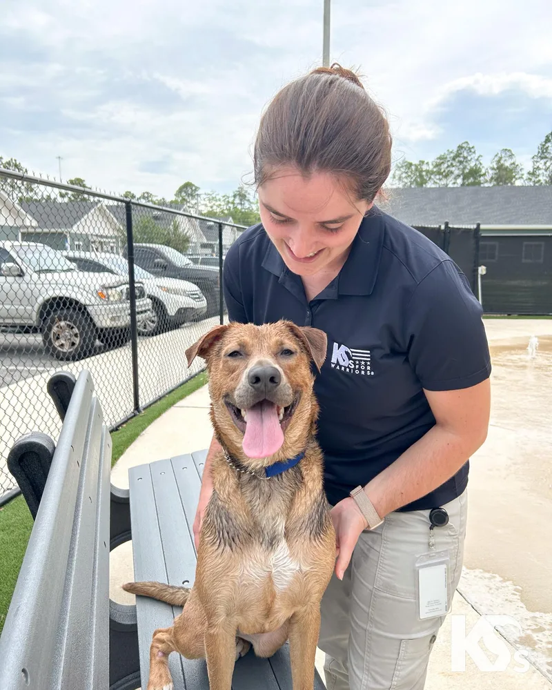 A young medium-sized male Tricolor (Brown, Black, & White) German Shepherd Dog dog named Sheriff for adoption in Ponte Vedra, FL