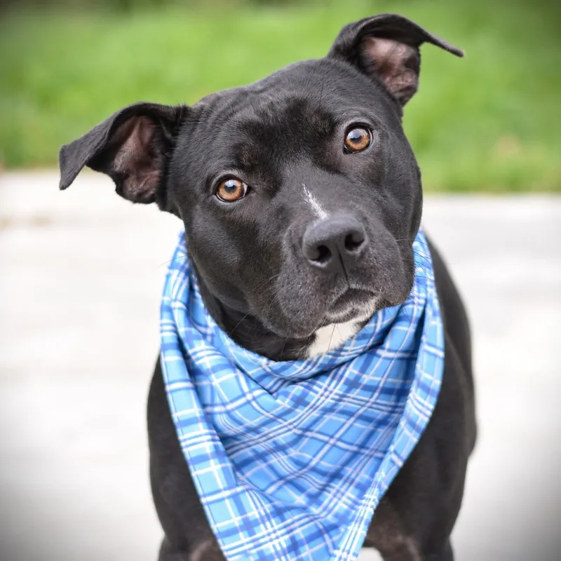 A young medium-sized male Black Terrier dog named Hermie for adoption in Amsterdam, NY
