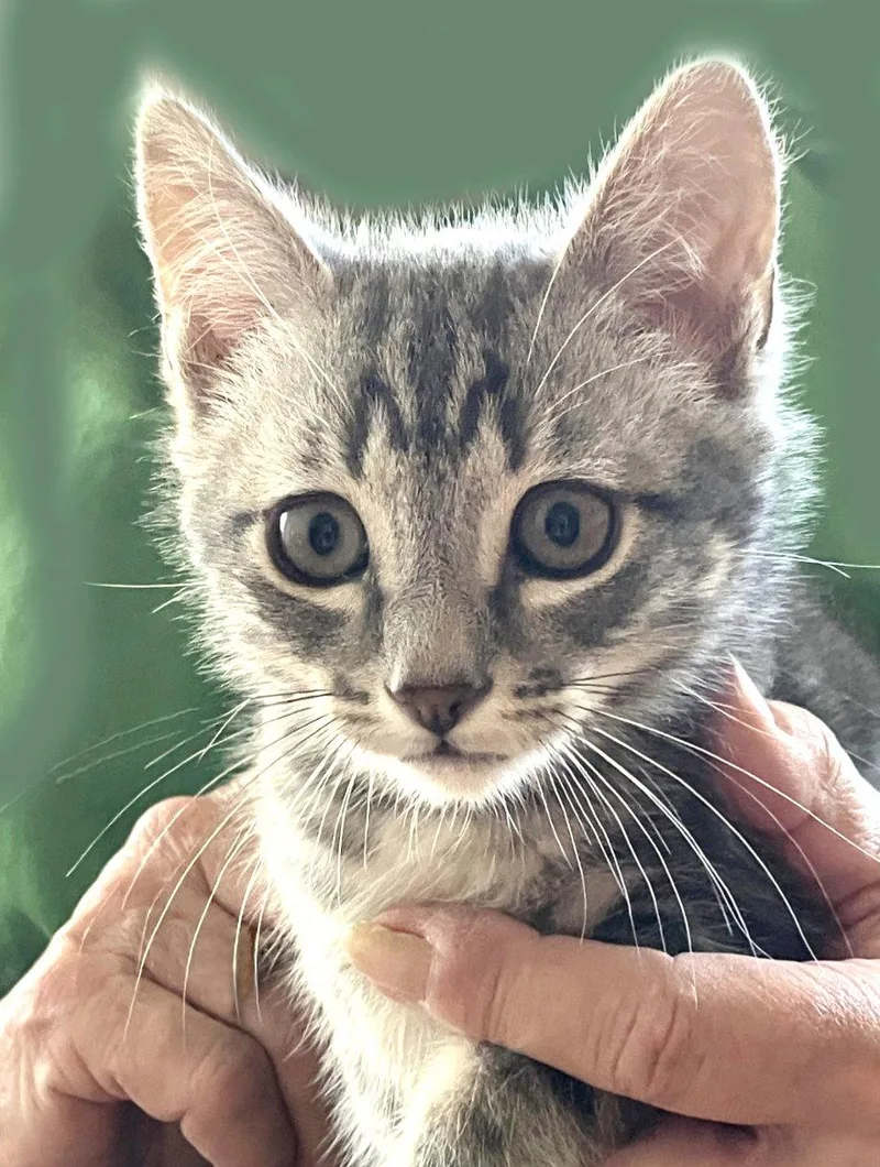 A baby medium-sized male Tabby cat named Bluster for adoption in Alameda, CA