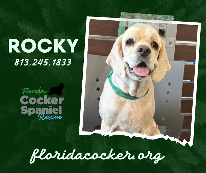 An adult small-sized male Cocker Spaniel dog named Rocky for adoption in Land O Lakes, FL