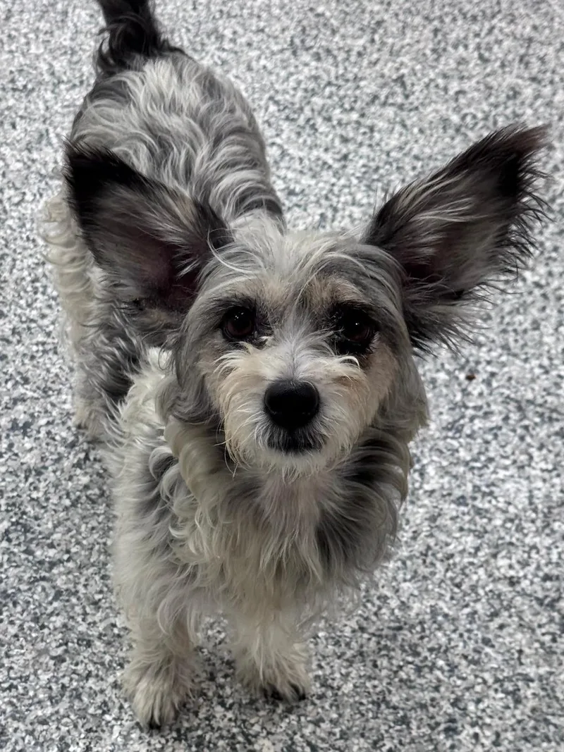 A young small-sized female White / Cream Papillon dog named Stephanie for adoption in Lambertville, NJ