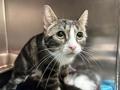 An adult medium-sized female Domestic Short Hair cat named Penny for adoption in Lowell, MA