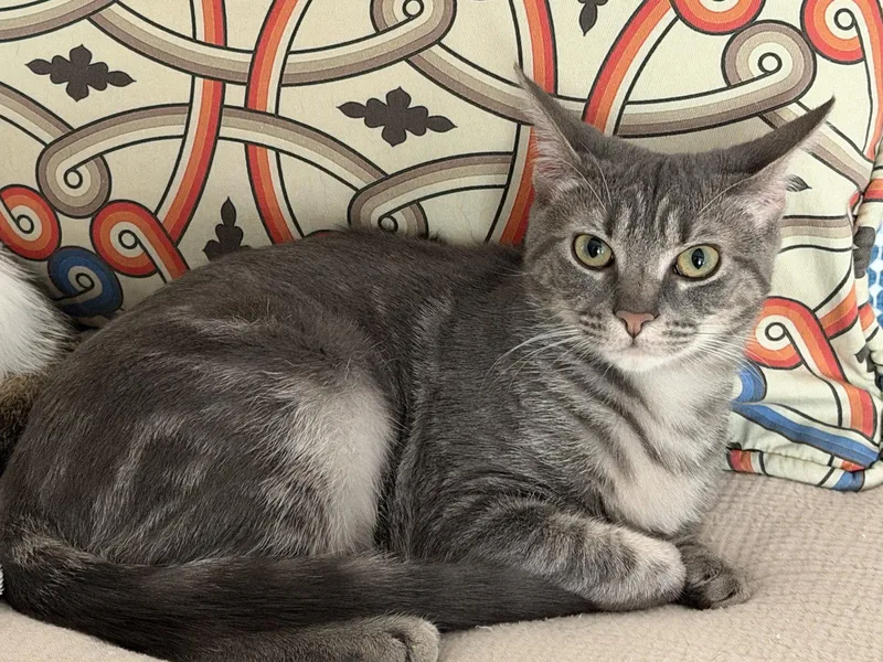 A baby medium-sized female Gray & White Domestic Short Hair cat named Reba for adoption in Broomall, PA