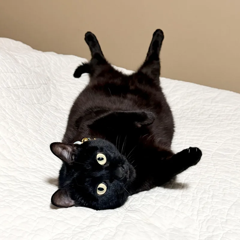 An adult medium-sized female Black Domestic Short Hair cat named Millie for adoption in Springfield, MO