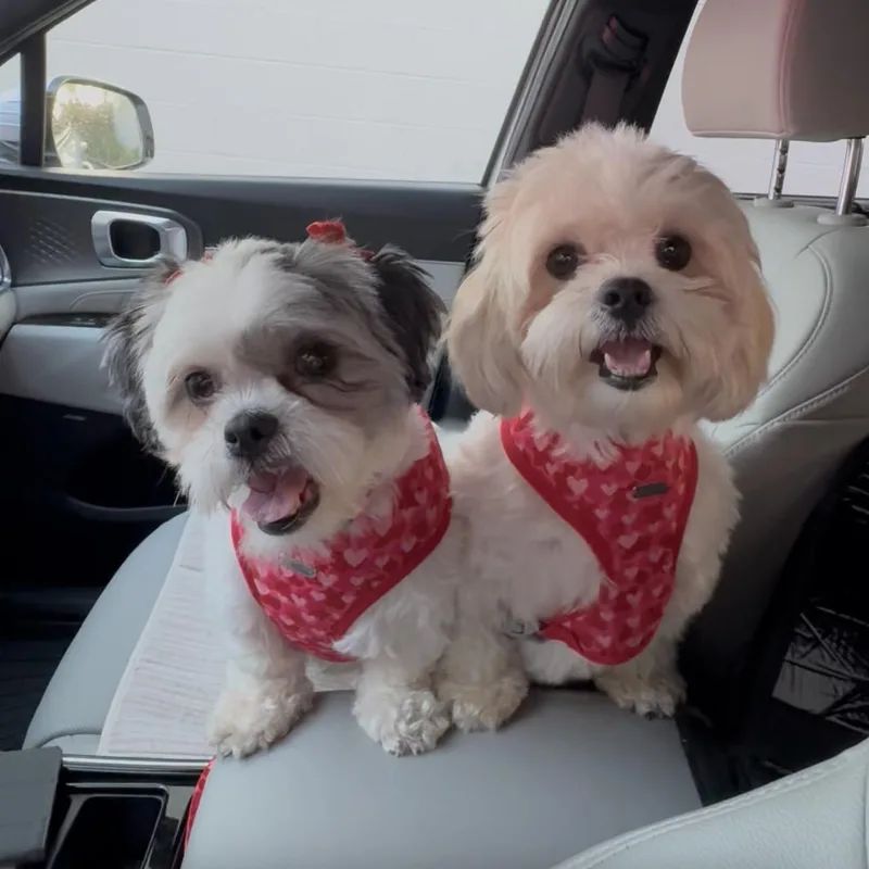 Mocha And Oreo thumbnail 2