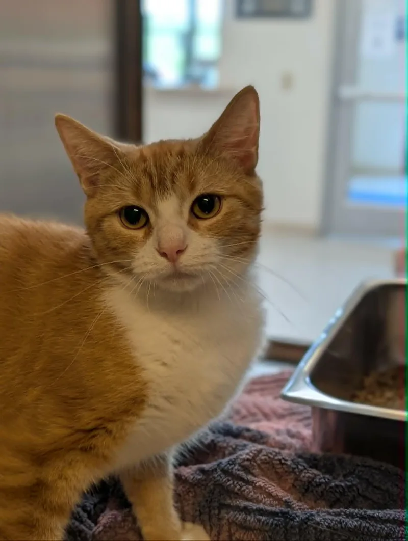 An adult medium-sized female Orange & White Domestic Short Hair cat named Skittles for adoption in Chambersburg, PA