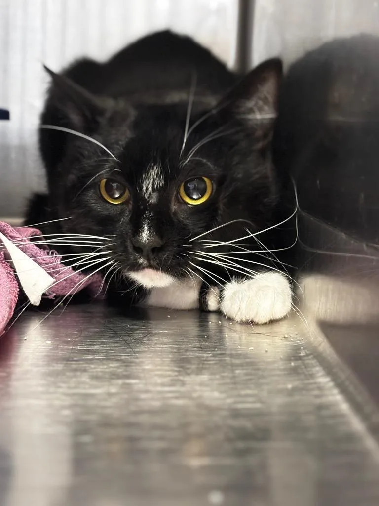 A baby medium-sized male Domestic Short Hair cat named Azriel for adoption in Lima, OH