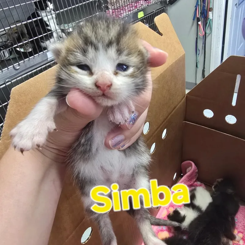 A baby small-sized male Black Domestic Medium Hair cat named Robin for adoption in Franklin, NC