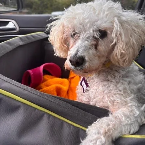 A senior small-sized female Miniature Poodle dog named Cheer for adoption in San Francisco, CA