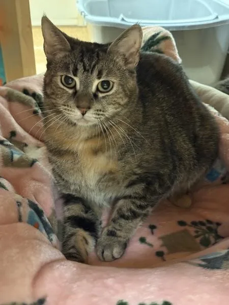 An adult small-sized female Domestic Short Hair cat named Taja for adoption in Virginia Beach, VA