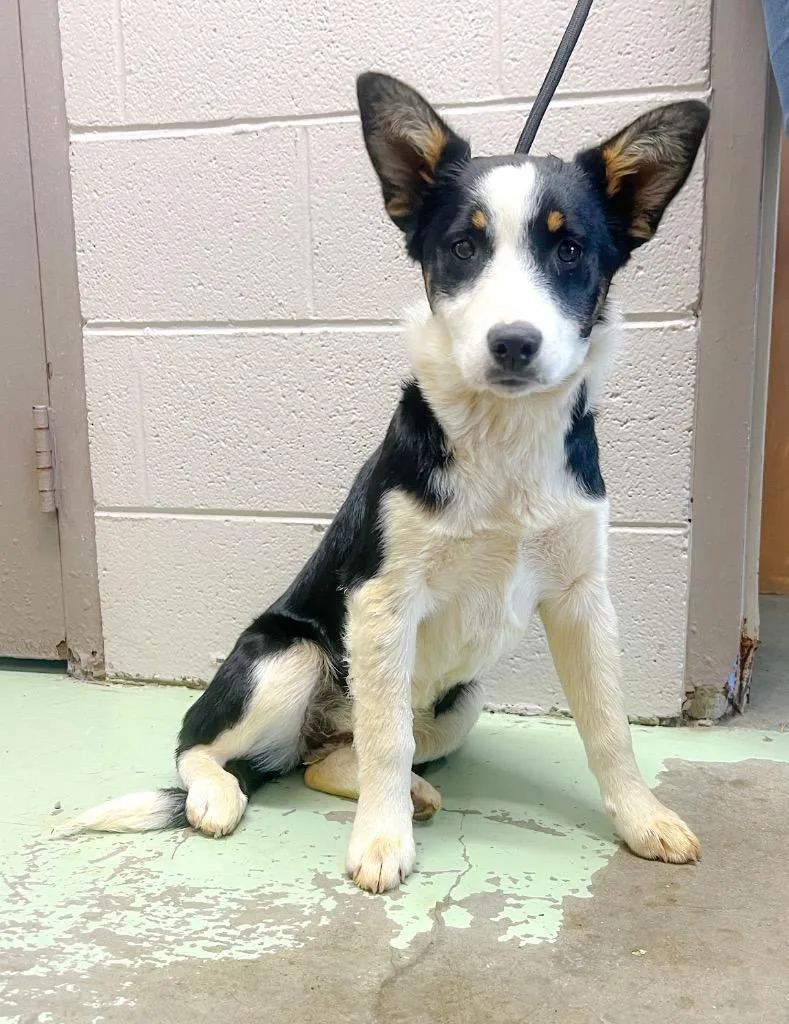 A baby medium-sized female Australian Shepherd dog named Donut for adoption in Murray, KY