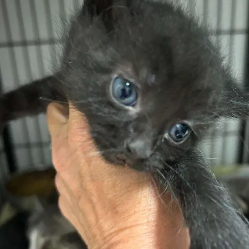 A baby small-sized male Black Domestic Short Hair cat named Blake for adoption in Burlington, IA