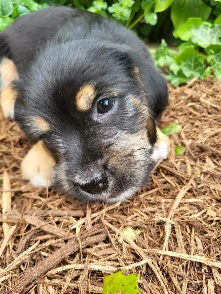 A baby medium-sized male Brown / Chocolate Terrier dog named Fly for adoption in Pottstown, PA