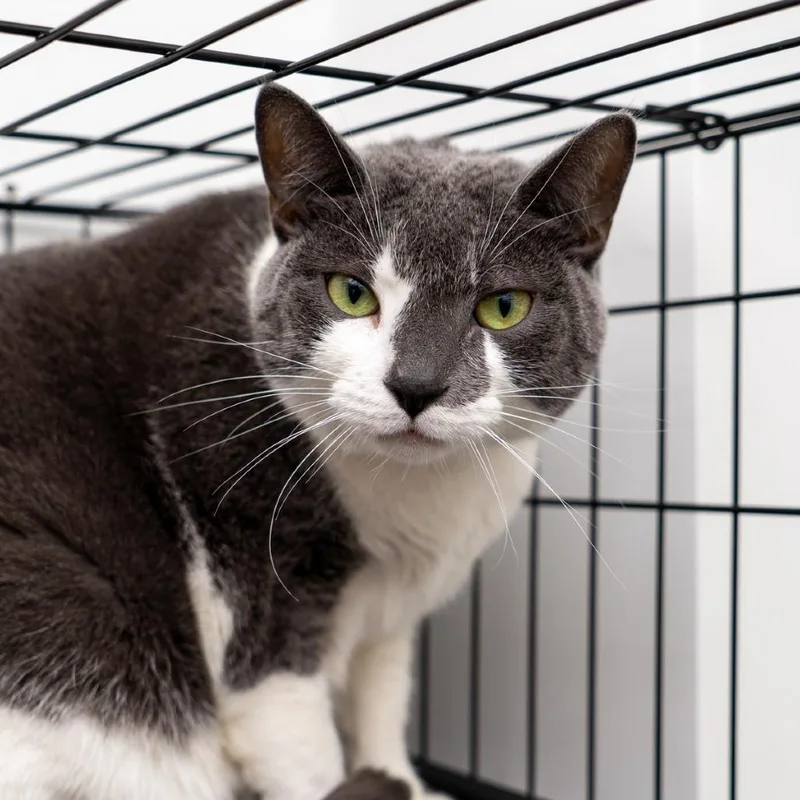 An adult small-sized female Gray / Blue / Silver Domestic Short Hair cat named Clarice for adoption in New York, NY