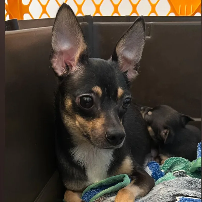 An adult small-sized female Black Mixed Breed dog named Ashton for adoption in DeKalb, IL