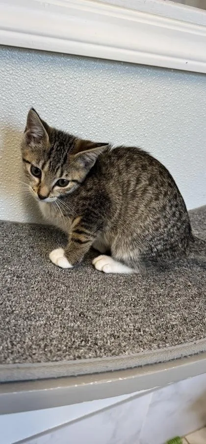 A baby small-sized female Domestic Short Hair cat named Lima Bean for adoption in Venice, FL