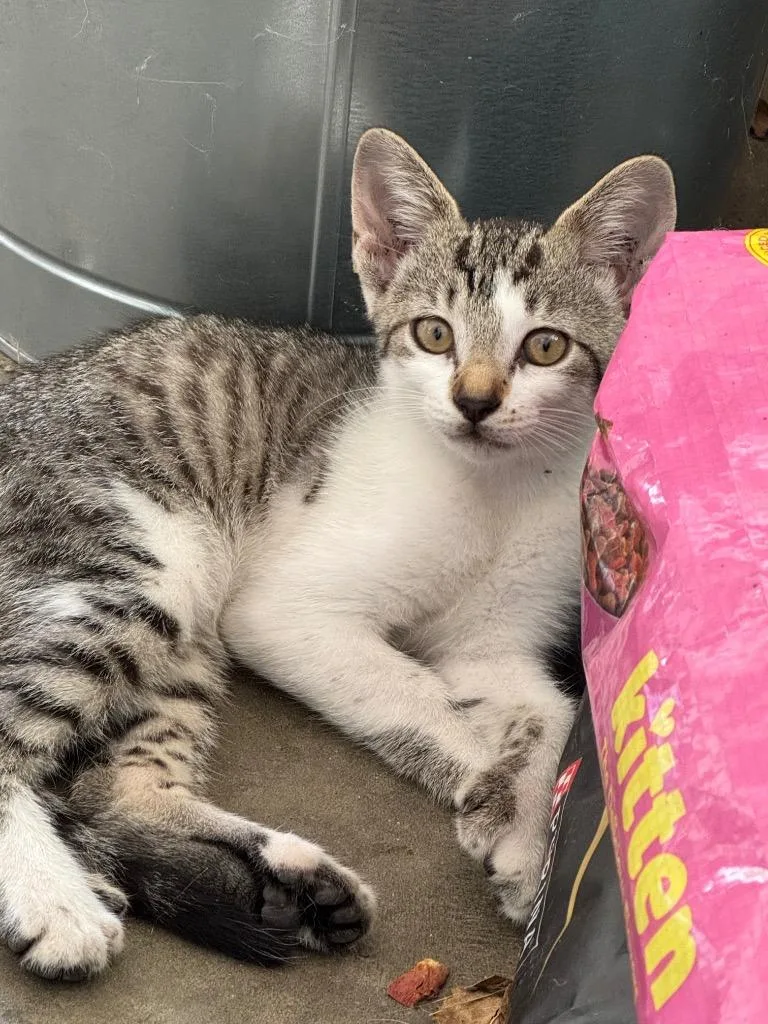 A baby small-sized female Extra-Toes Cat / Hemingway Polydactyl cat named Daphne for adoption in Little Rock, AR