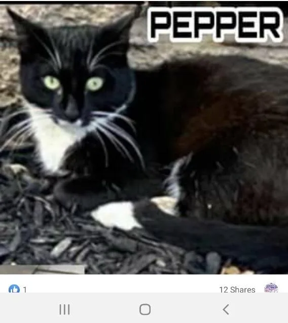 Pepper Westbury thumbnail 2