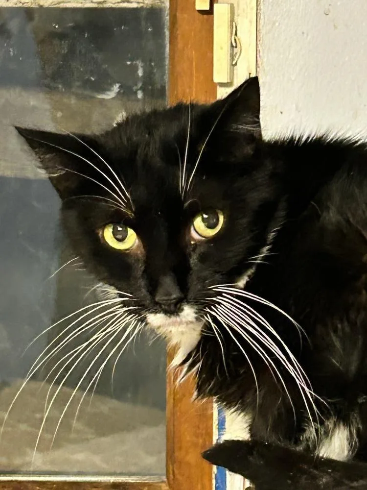 Pepper Westbury thumbnail 3