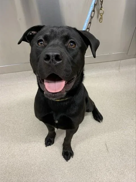 A young large-sized female Labrador Retriever dog named Electra for adoption in Fairbanks, AK