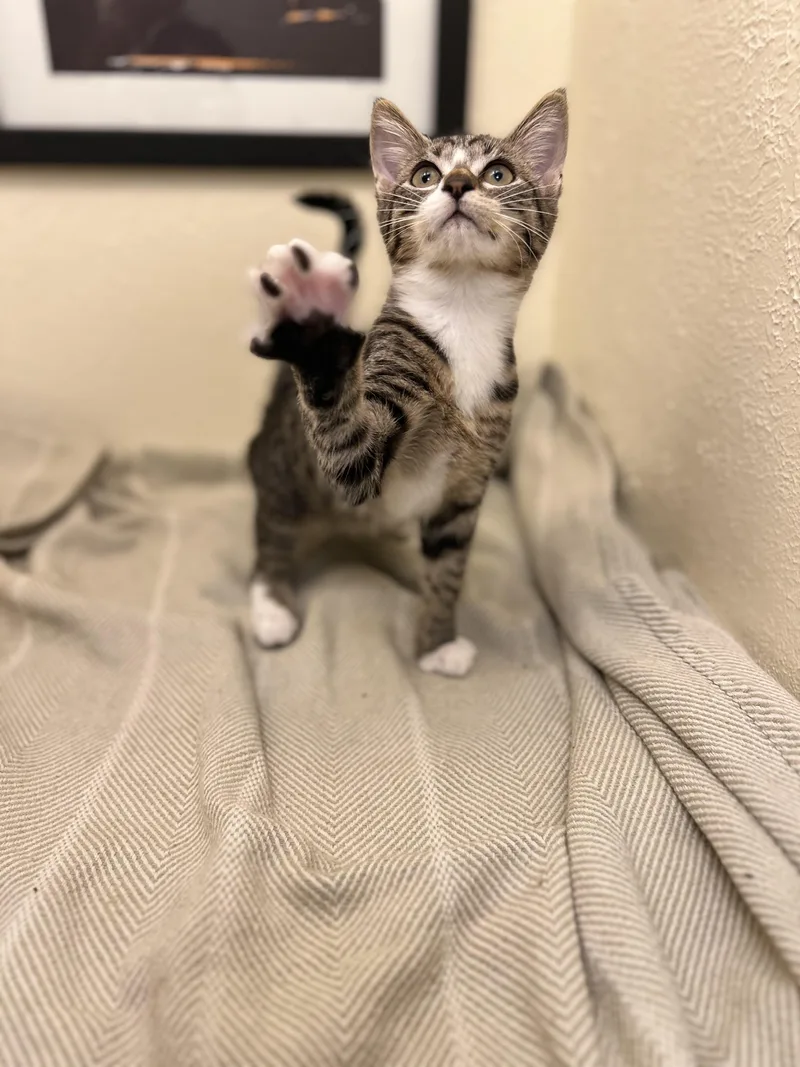 A baby small-sized female Tabby (Buff / Tan / Fawn) American Shorthair cat named Rocket  a tender for adoption in The Dalles, OR