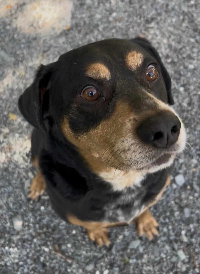 An adult medium-sized male Tricolor (Brown, Black, & White) Rottweiler dog named Tank for adoption in Germanton, NC