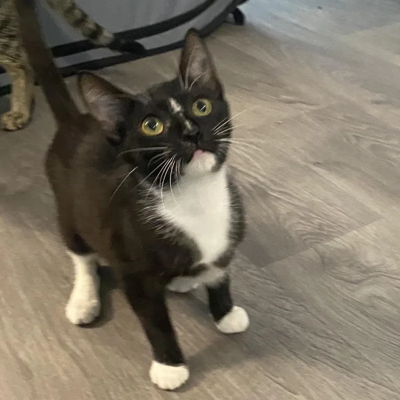 A baby small-sized female Black & White / Tuxedo Domestic Short Hair cat named Vega for adoption in Miami, FL