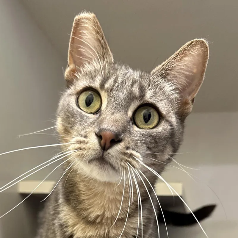 An adult medium-sized female Gray / Blue / Silver Domestic Short Hair cat named Willow for adoption in Redwood City, CA