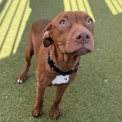 A young medium-sized female Labrador Retriever dog named Little Rose for adoption in Merriam, KS