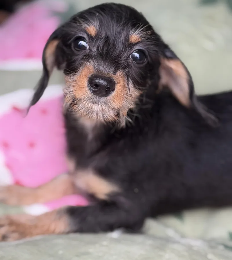 Toby