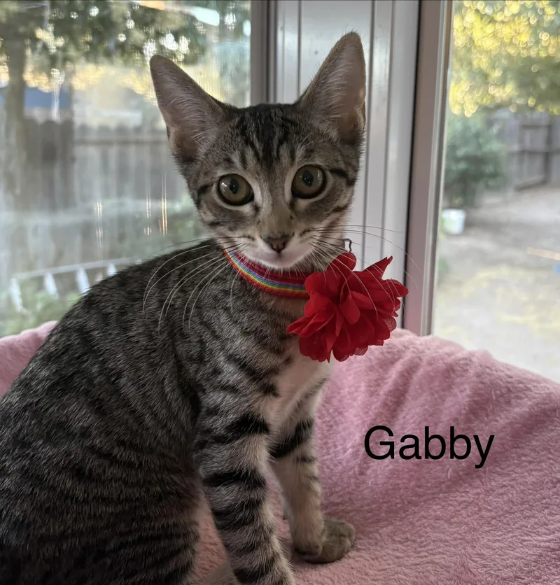 A baby medium-sized female Tabby (Gray / Blue / Silver) Tabby cat named Gabby for adoption in Oakley, CA
