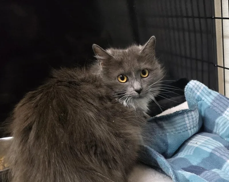 An adult small-sized female Gray & White Domestic Long Hair cat named Amalee for adoption in Southbury, CT