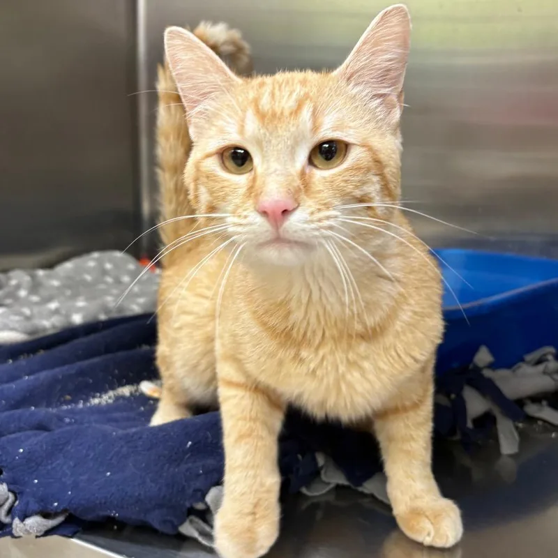 An adult medium-sized male Orange / Red Domestic Short Hair cat named Siren for adoption in Springfield, IL