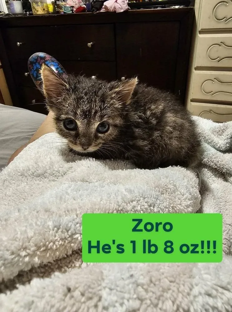 Zoro thumbnail 3